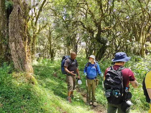Walking in the forest of Mount Meru on Day 1