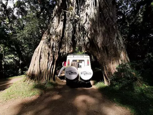 Driving a Land Cruiser through the legendary Fig Tree on Mount Meru!